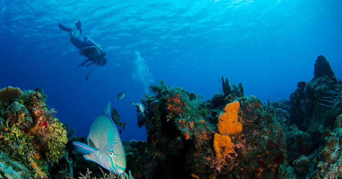 Diving in Corfu: The Six Best Sites and a Beginner's Guide